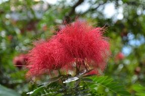 red Silk Flower