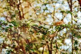 Green blossoms on a branches