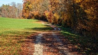 Country road near the autumn trees