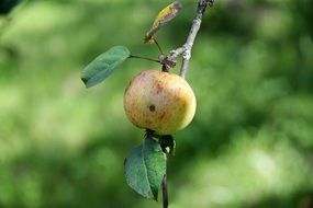 green apple on a tree branch