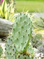 cactus with needles