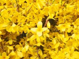 yellow ornamental shrub of forsythia