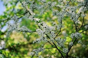 blooming branches of plum tree close-up on blurred background