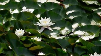 white lotuses among green leaves on a pond