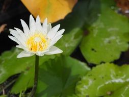water lily, White flower above green leaves