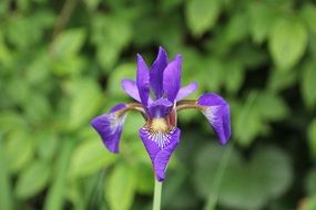 bright blue iris on a blurred background close-up