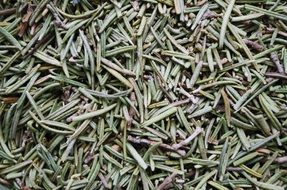 dried rosemary in the market