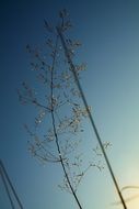 seed head of tall grass at sky