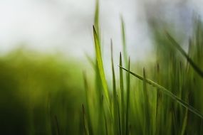 spring grass, macro