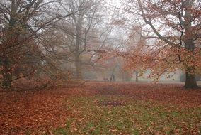 Colorful leaves in a autumn forest