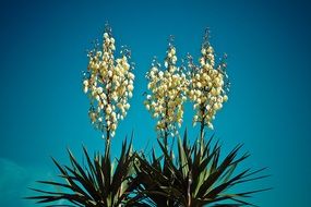 Yucca Palm Blossom
