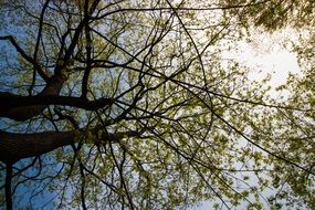 branched crown of a tree in the sky