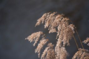 Landscape of reeds