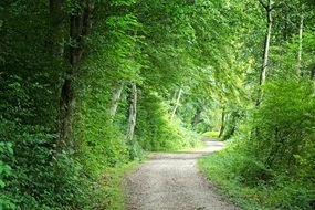 road among thick green forest