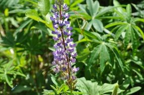 purple lupine in the wild