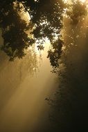 autumn forest in the morning sun