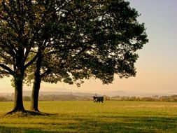 two large trees among green pasture