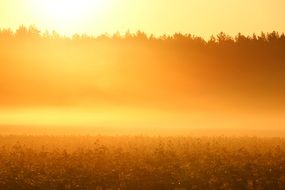 Morning Sun over the forest