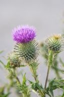 blooming thistle at home