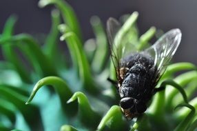 Close-up of the fly on a cucumber plant