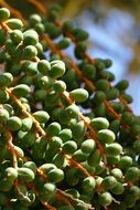 Coffee plants on a tree
