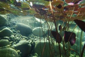underwater photography pond plants