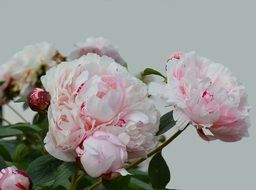 Close-up of the beautiful white and pink peony flowers with green leaves