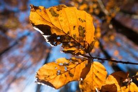 Macro photo of dried Leaves at the sunlight
