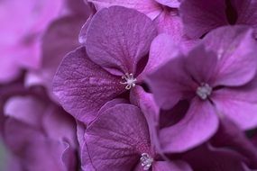 Purple flower blossom macro photo