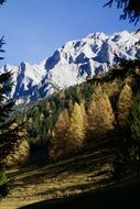 distant view of autumn pines in the alps