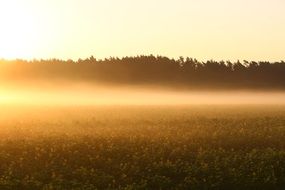 Meadow at the sunrise light