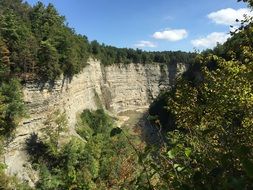 gorge with green plants