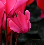 incredibly delicious Cyclamen Flower