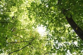 low angle view of deciduous trees at summer