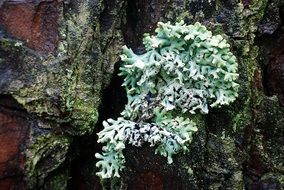 light green lichen on a tree in the forest