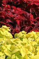 amazing flowers blossom close-up
