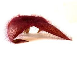 red fluffy stapelia