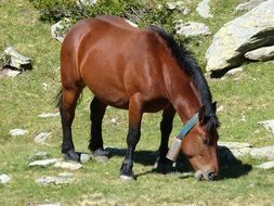 brown horse in the pyrenees