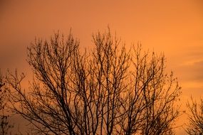 landscape of bare Tree top at orange Sky