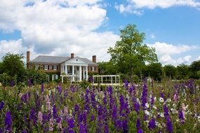 plantation with wildflowers