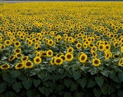bright field of yellow sunflowers