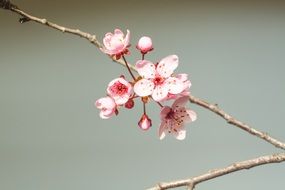 pink spring flowering on a branch on a sunny day