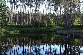 reflection of forest trees in a lake