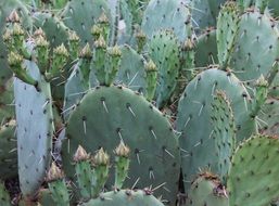 lot of huge cacti with big spines in mexico