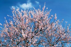 spring Tree with Pink Flowers