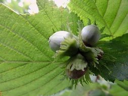 Bright Hazelnut Green Leaves