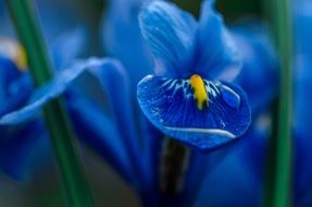 blue iris flowers with green leaves
