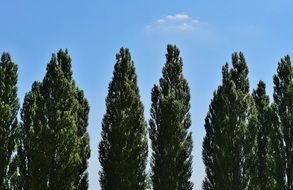 Trees Sky Clouds