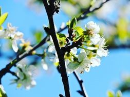 White flowering in spring