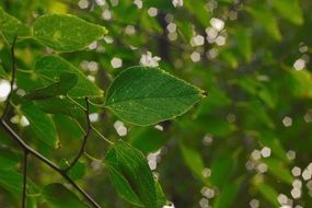 tree branch with green leaves